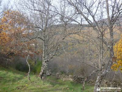 Ruta de los Castaños, Rozas de Puerto Real;madrid excursiones senderismo trekking senderismo selva 